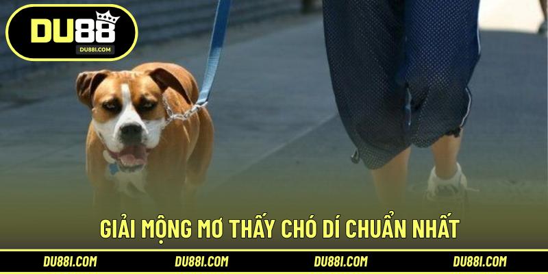 Giải mộng mơ thấy chó dí chuẩn nhất