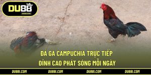 Đá gà Campuchia trực tiếp