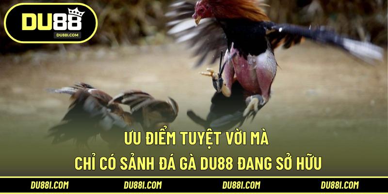 Ưu điểm tuyệt vời mà chỉ có sảnh đá gà DU88 đang sở hữu